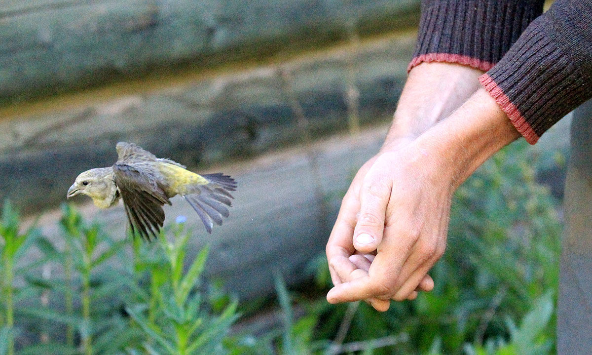 The Cassia crossbill